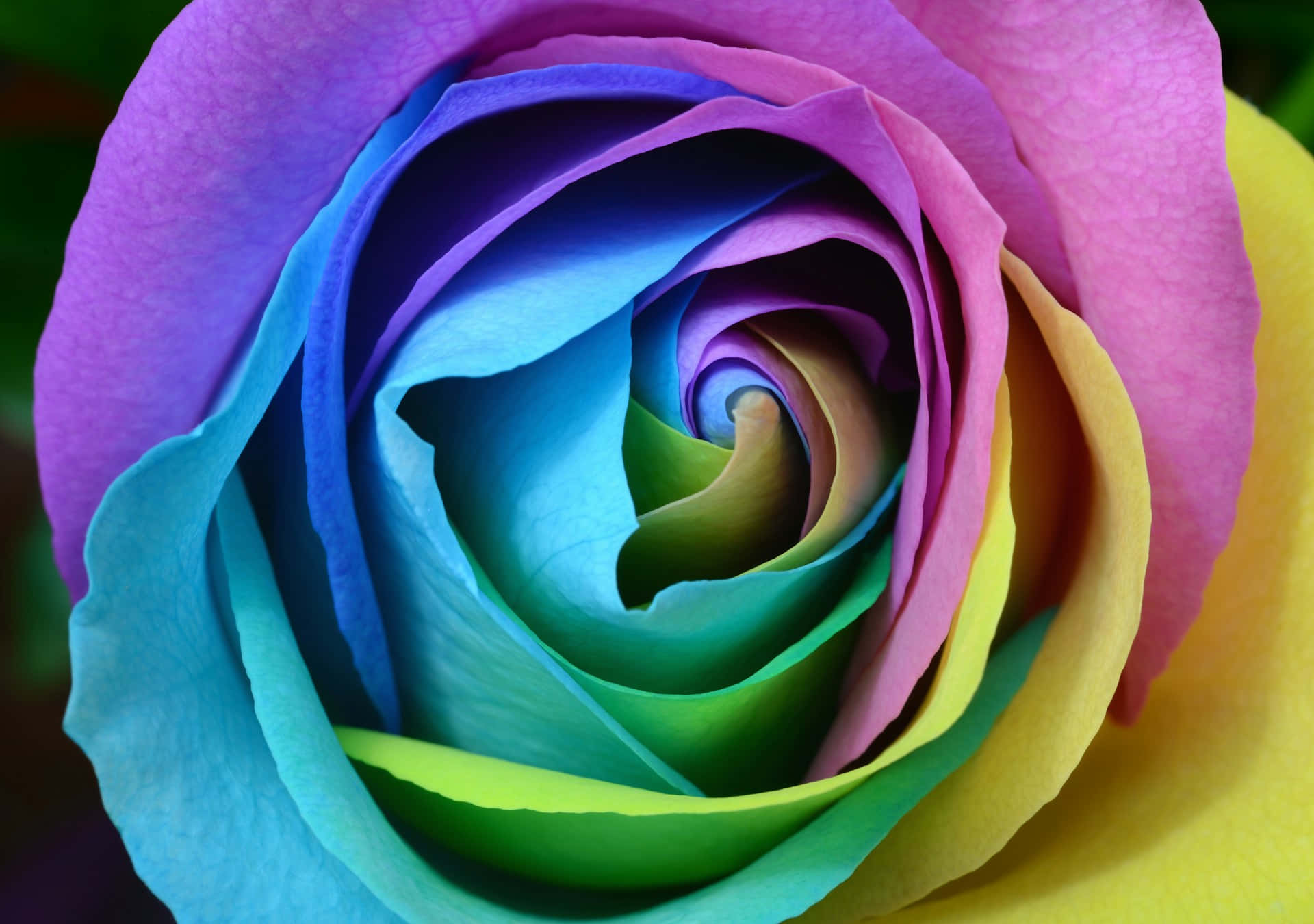 Rainbow Rose Closeup Background