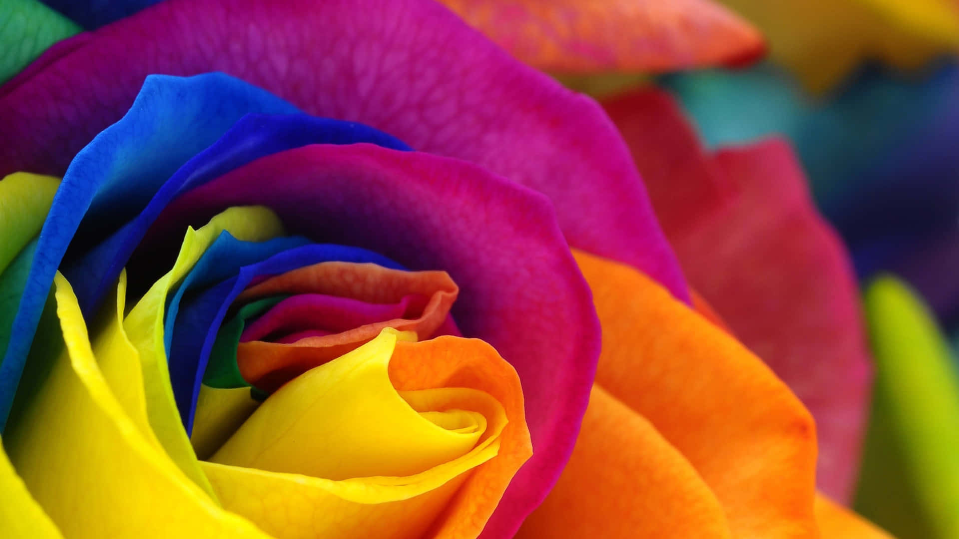Rainbow Roses Wallpapers