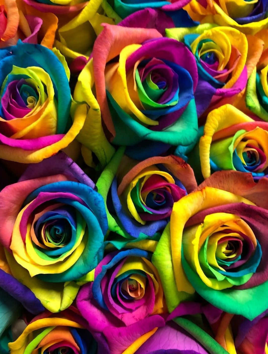 Rainbow Roses Wallpapers Background