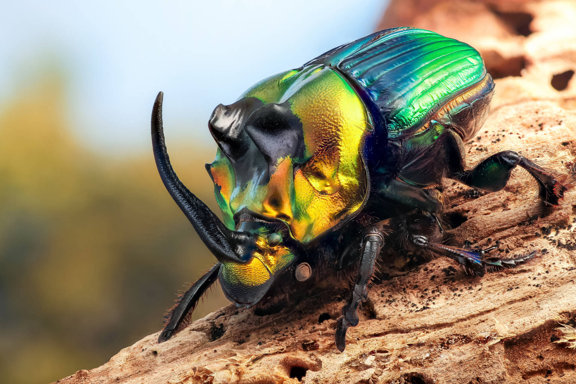 Rainbow Scarab Beetle Background