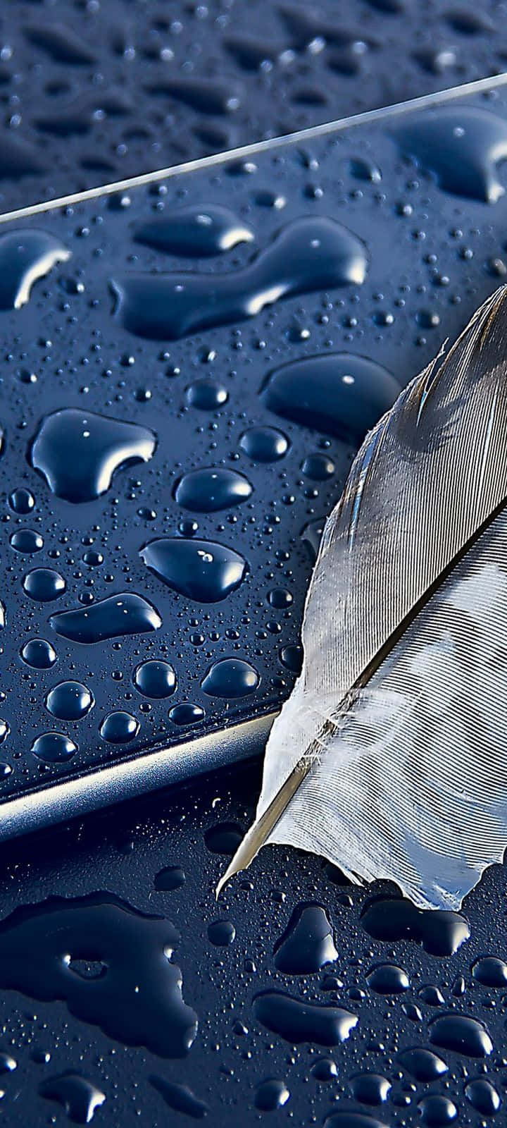 Raindrops And A Leaf That Is Very Handy Background