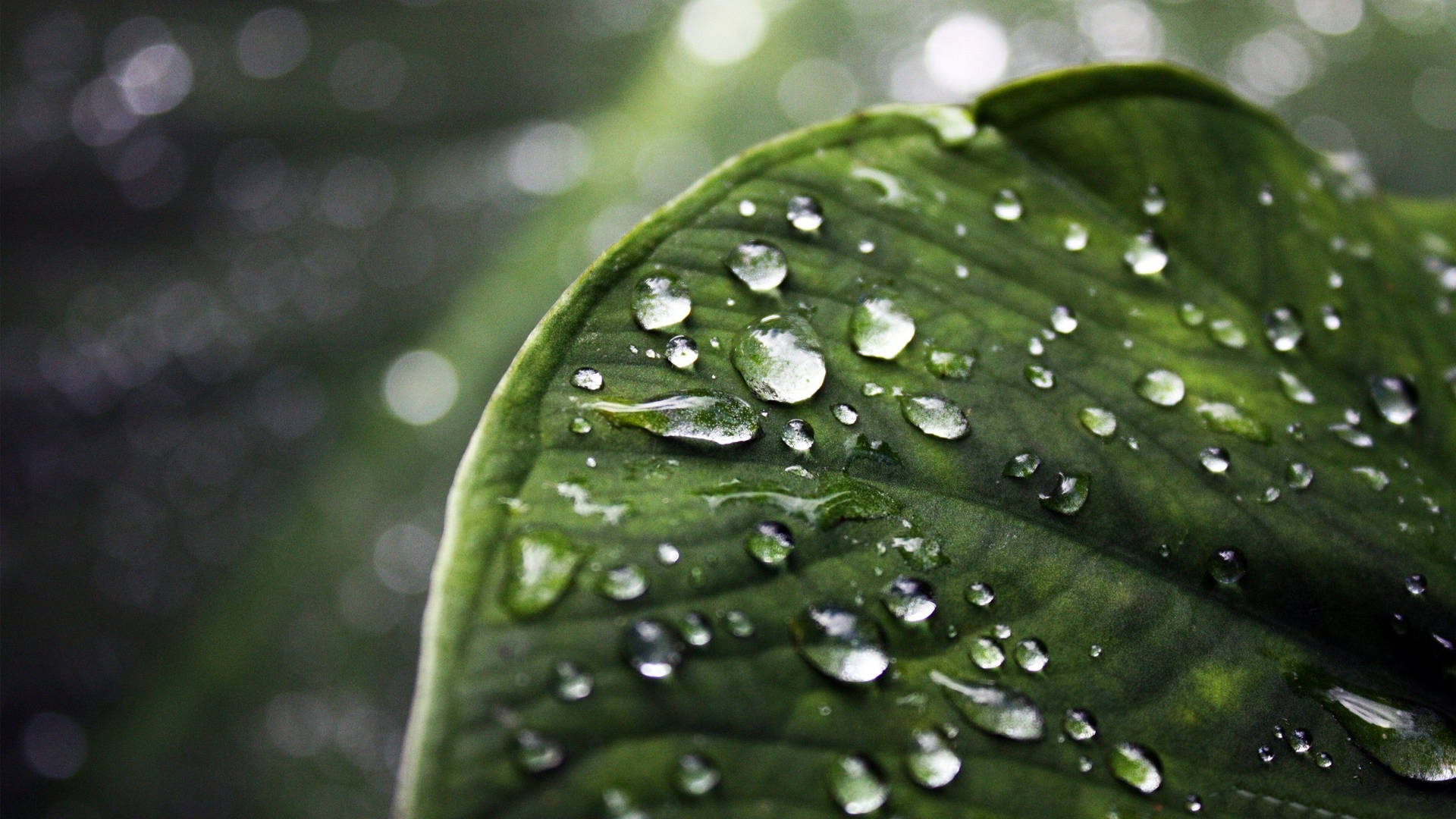 Raindrops On A Green Leaf Background