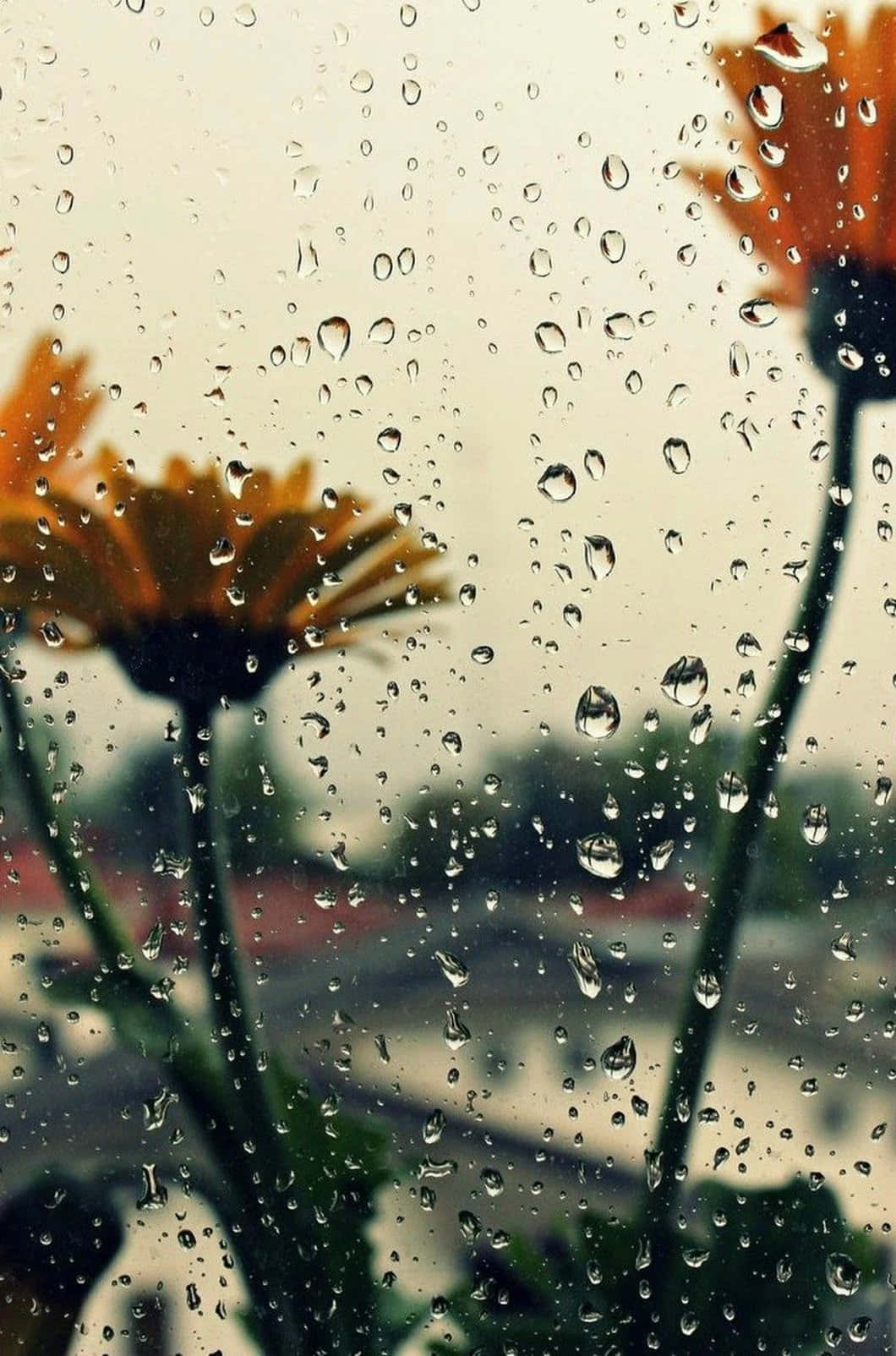 Raindrops On A Window With Flowers Background
