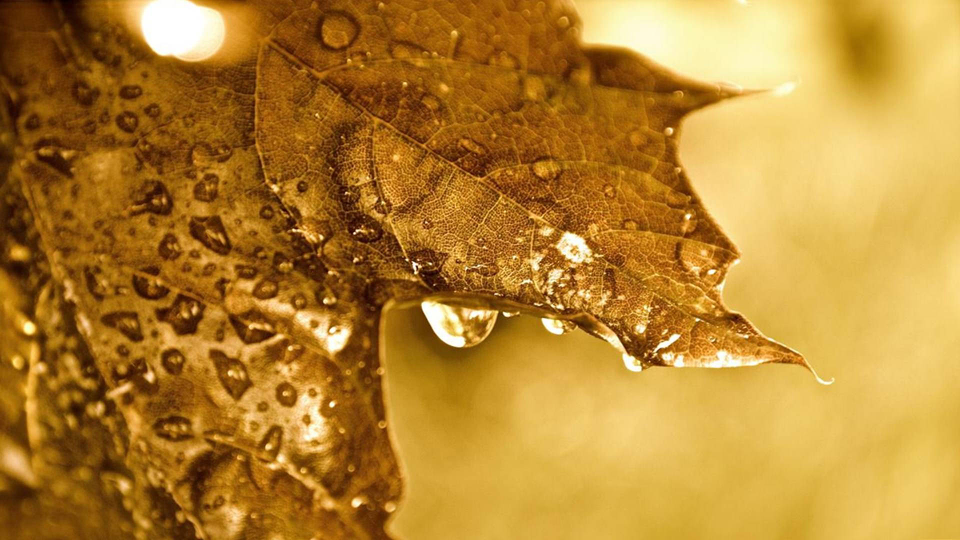 Raindrops On Brown Leaves Background
