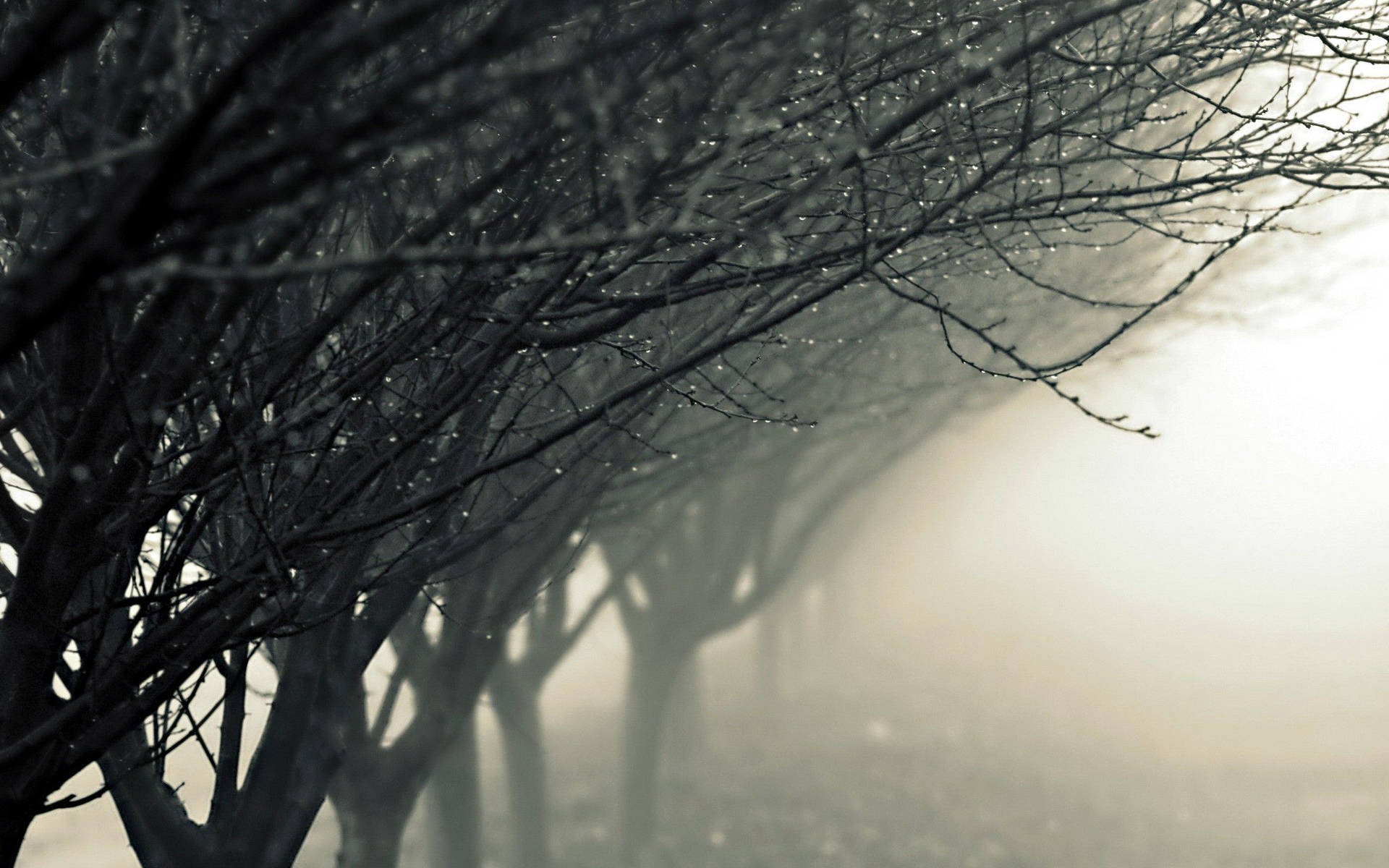 Raindrops On Foggy Leafless Trees
