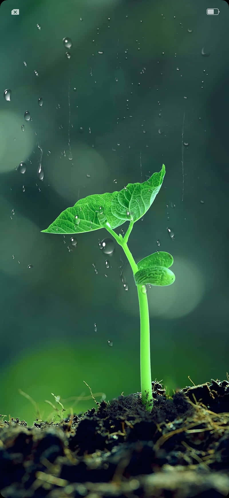 Raindrops On Tiny Sprout Plant Phone Background