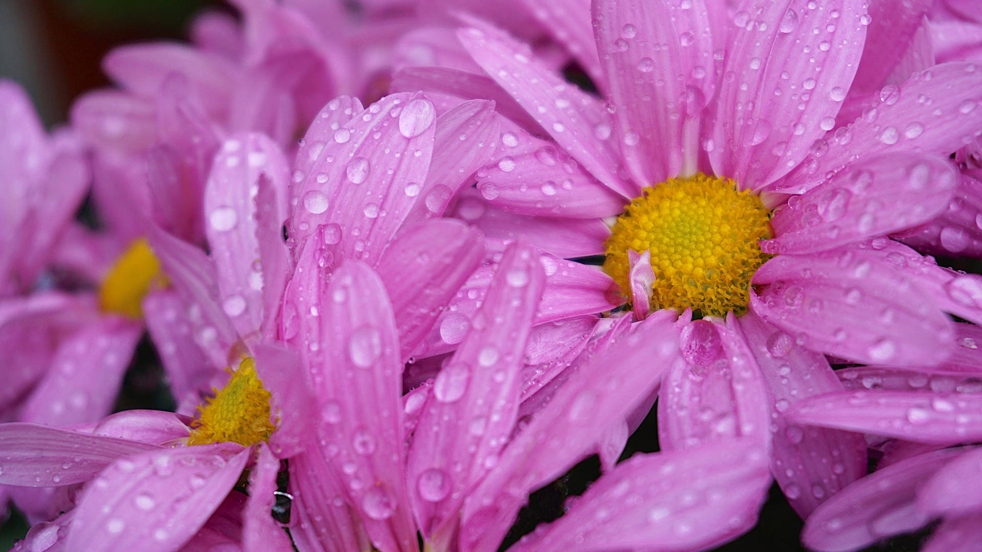 Raindrops Pink Daisy Aesthetic Background