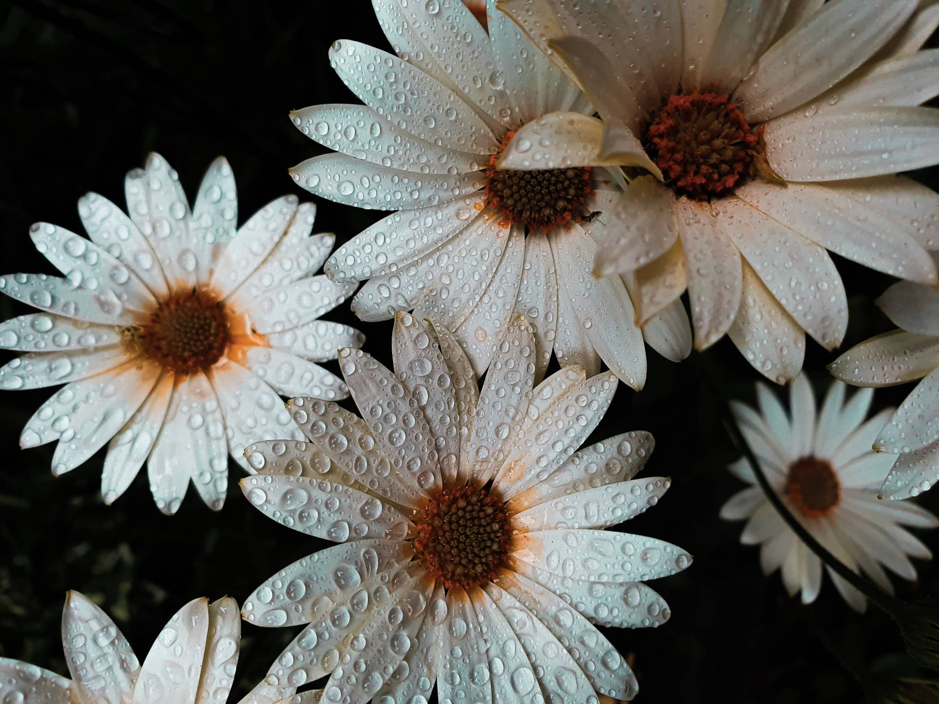 Raindrops White Daisy Aesthetic Background