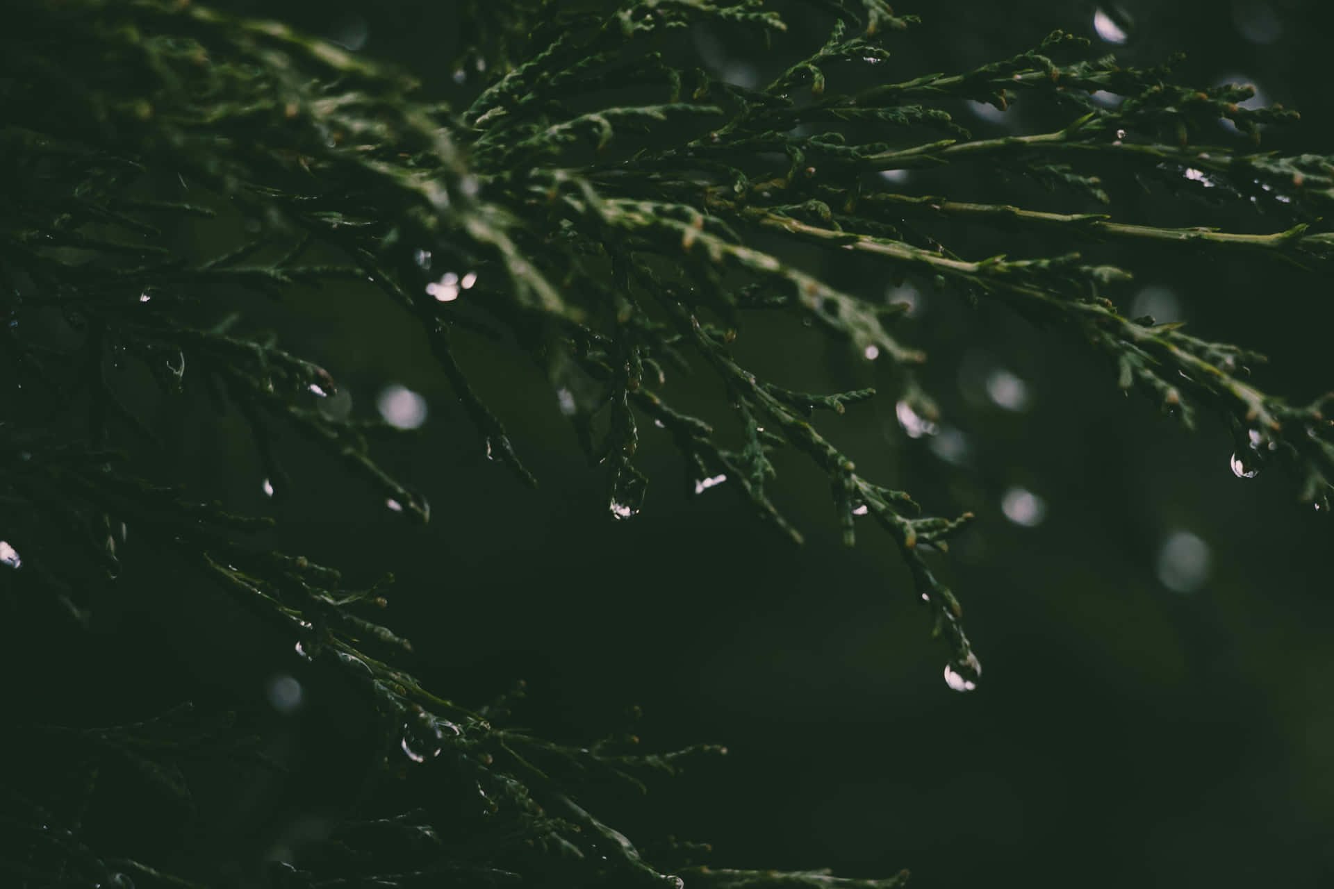 Raindropson Pine Branches.jpg Background
