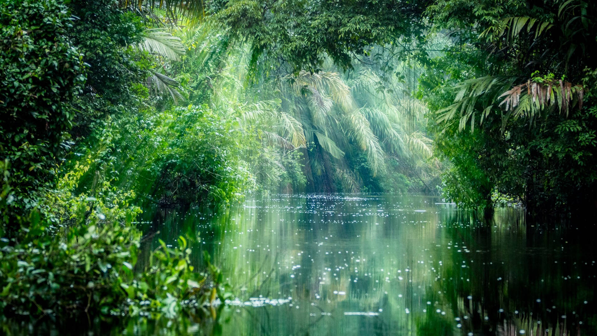 Rainfall Jungle Of Amazonas Background