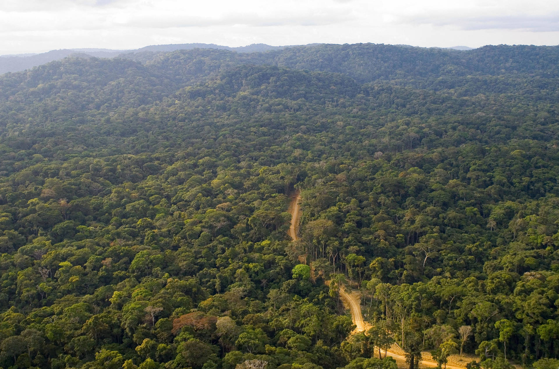 Rainforest In Gabon Background