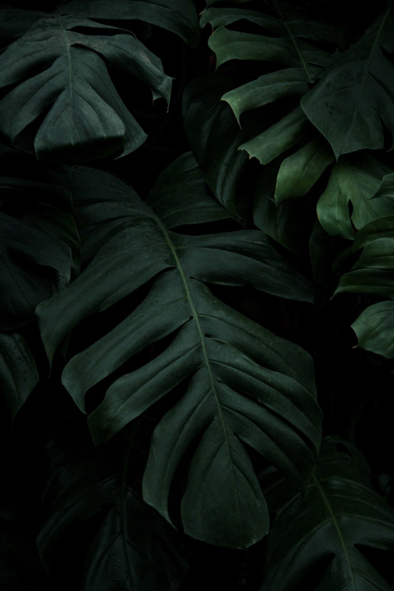 Rainforest Leaves For Instagram Stories Background