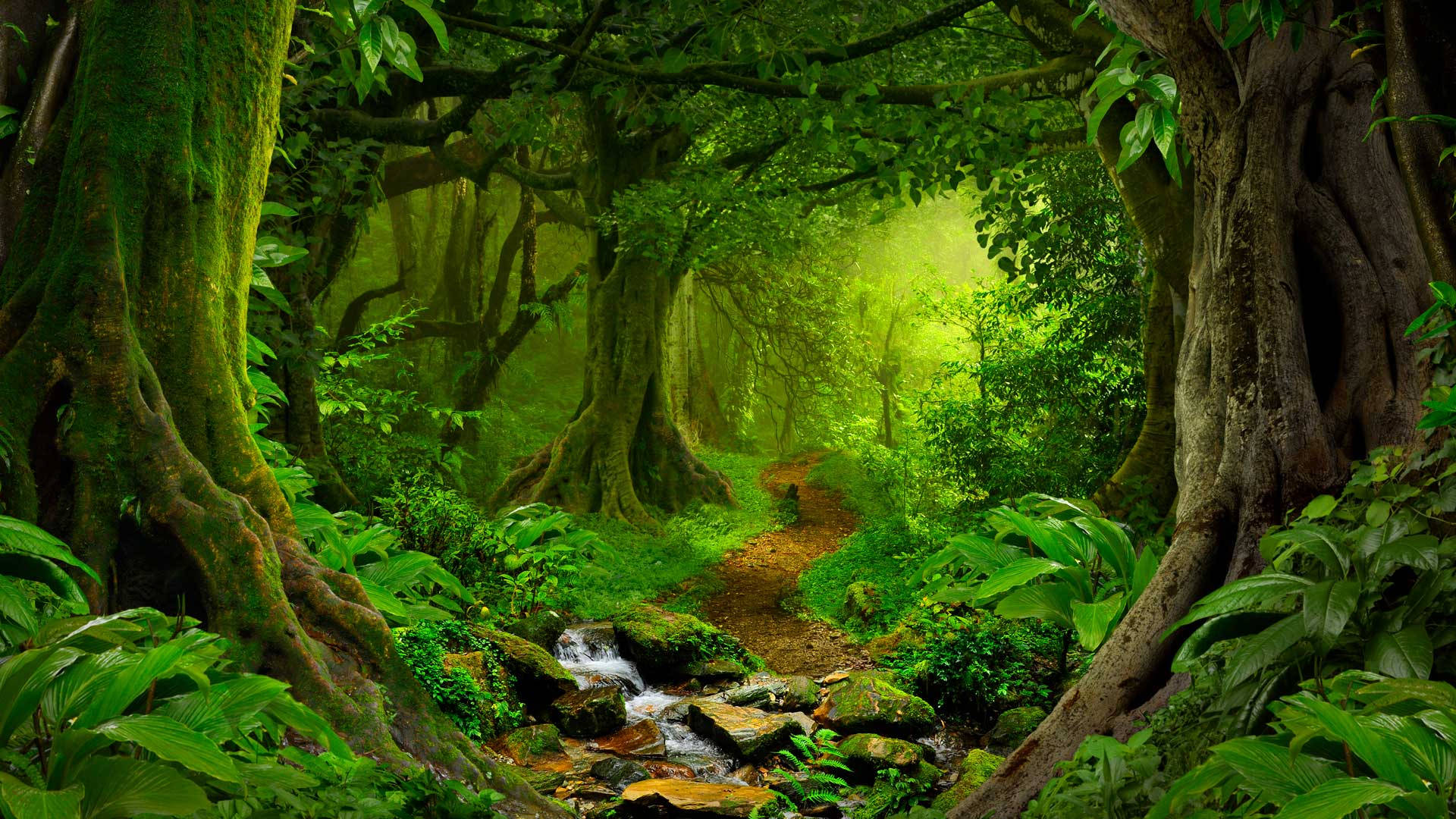 Rainforest Path Background