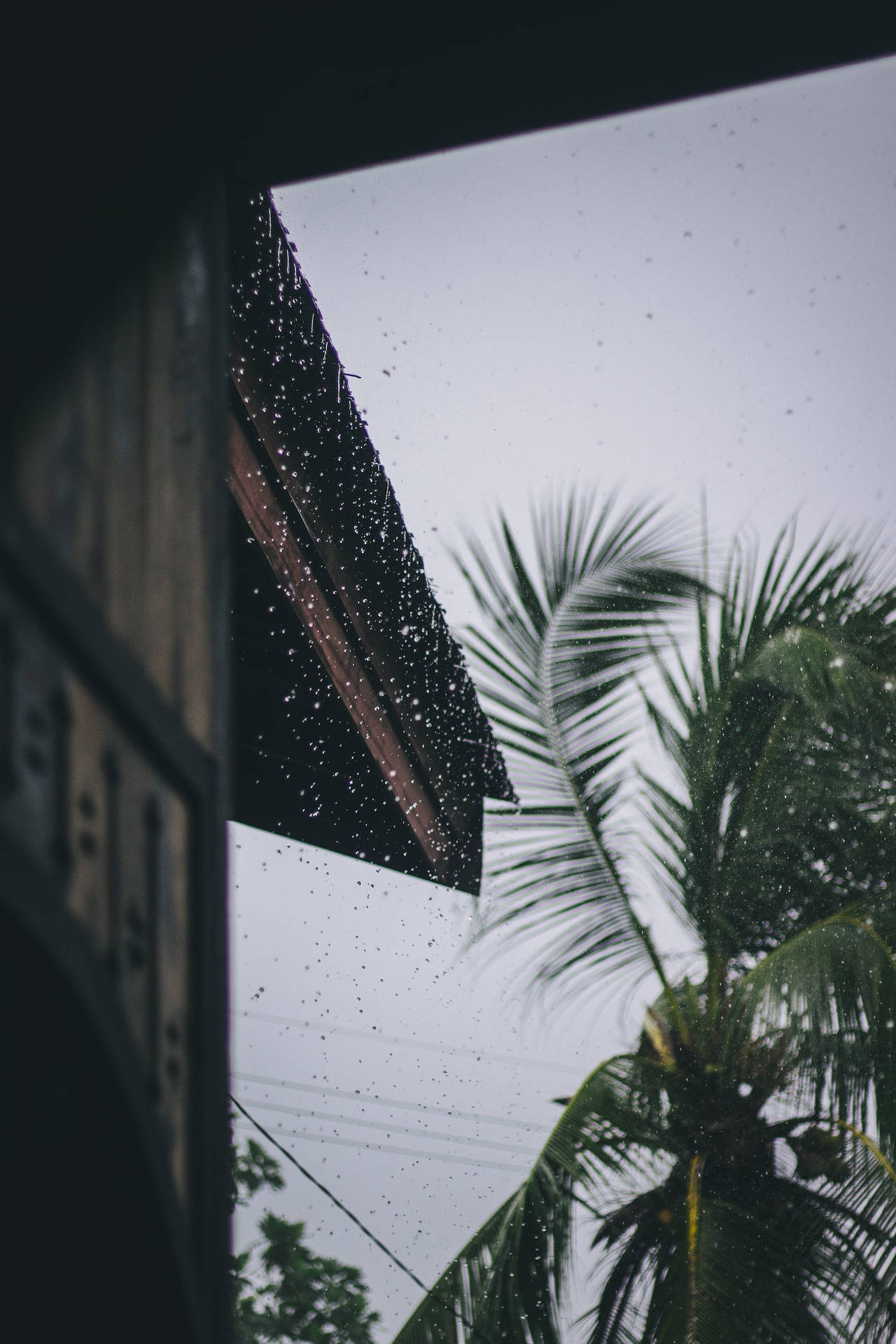 Raining Down On A Coconut Tree Background