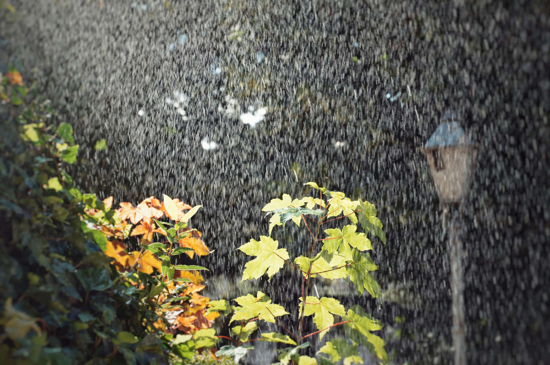 Rainy_ Autumn_ Moment_ H D.jpg Background