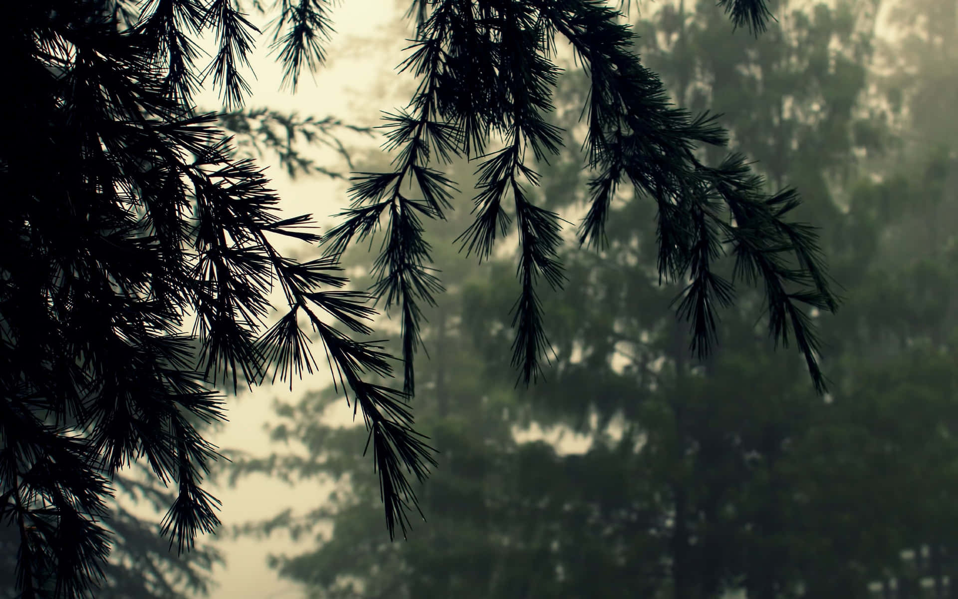 Rainy Day Branches Leaves And Shadow Background