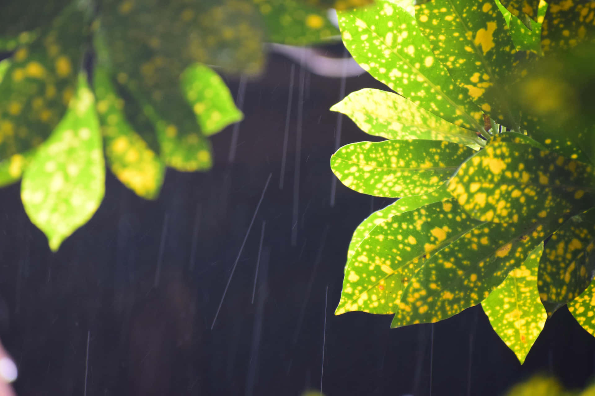 Rainy Leaves Closeup.jpg Background