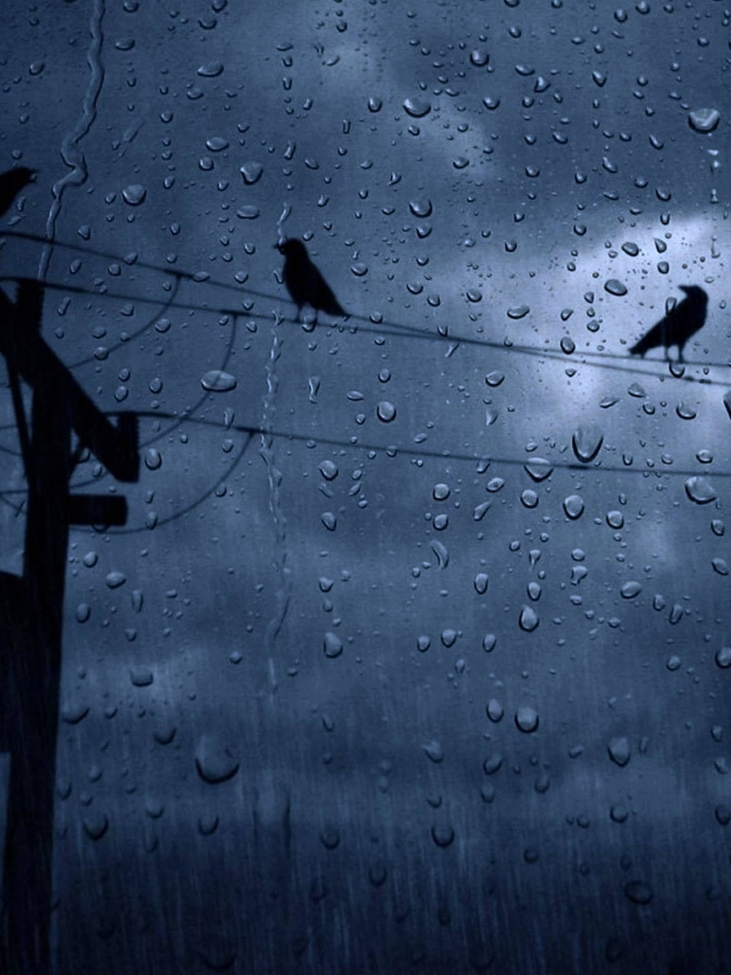 Rainy Weather With Birds Background