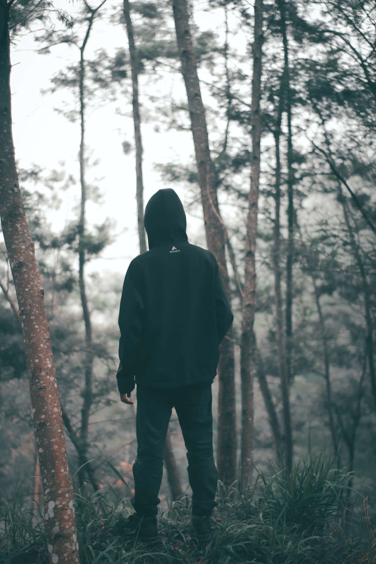 Random Person Wearing Hoodie In A Forest Background