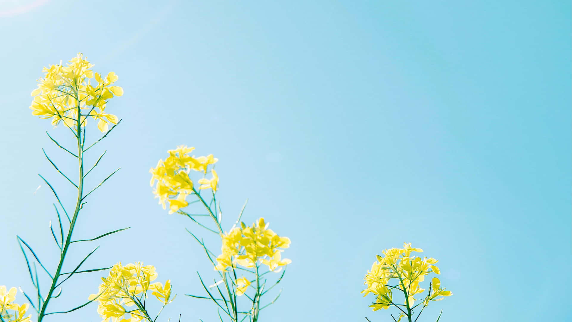 Rapeseed Blossoming In Yellow Aesthetic Flower Desktop
