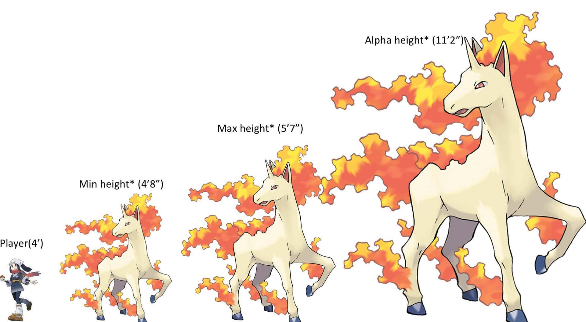 Rapidash_ Size_ Comparison_ Chart
