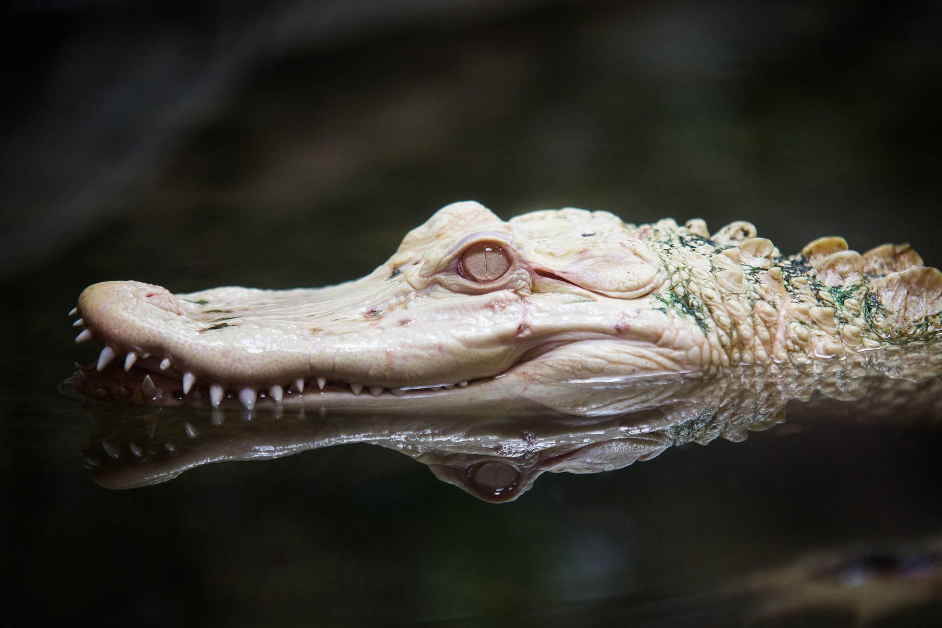 Rare Albino Alligator Background