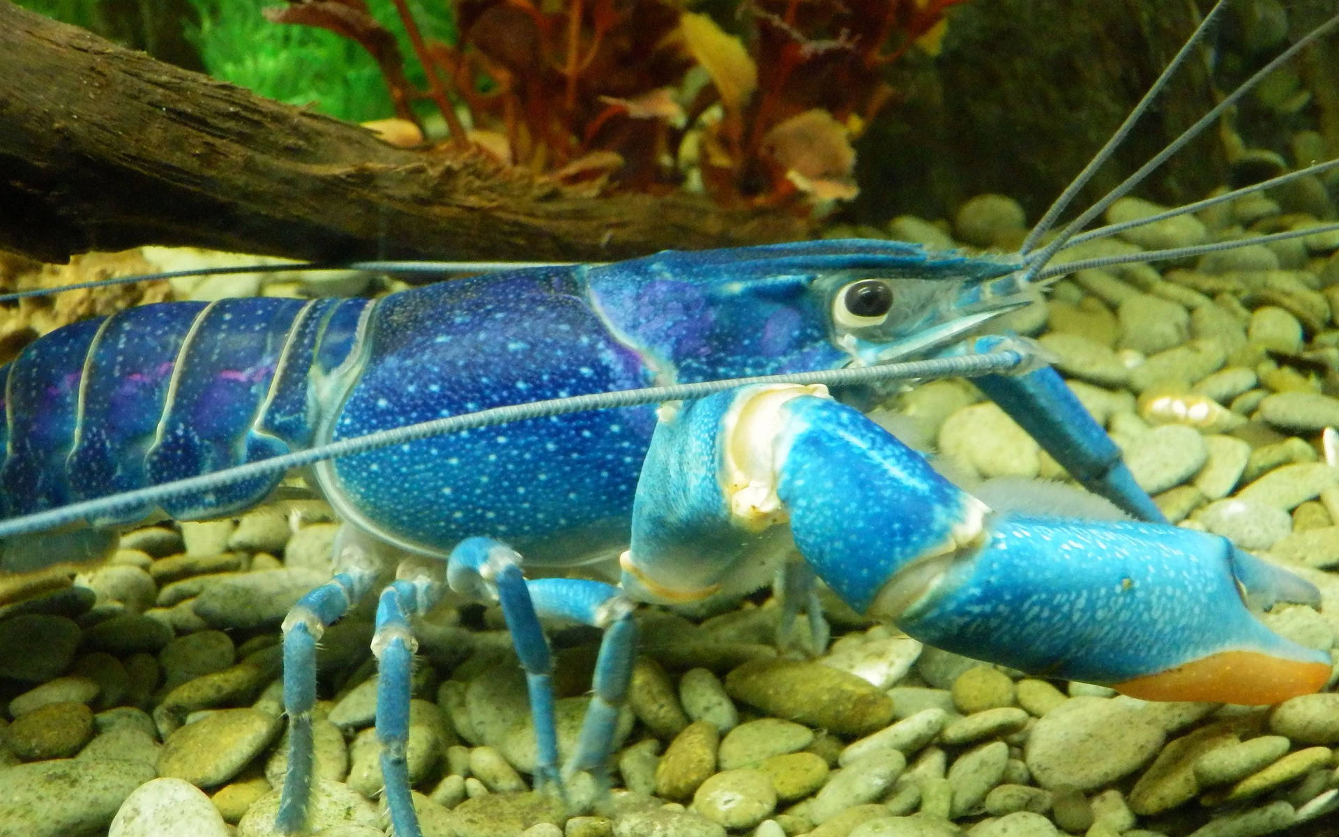 Rare And Unique Blue Lobster Background
