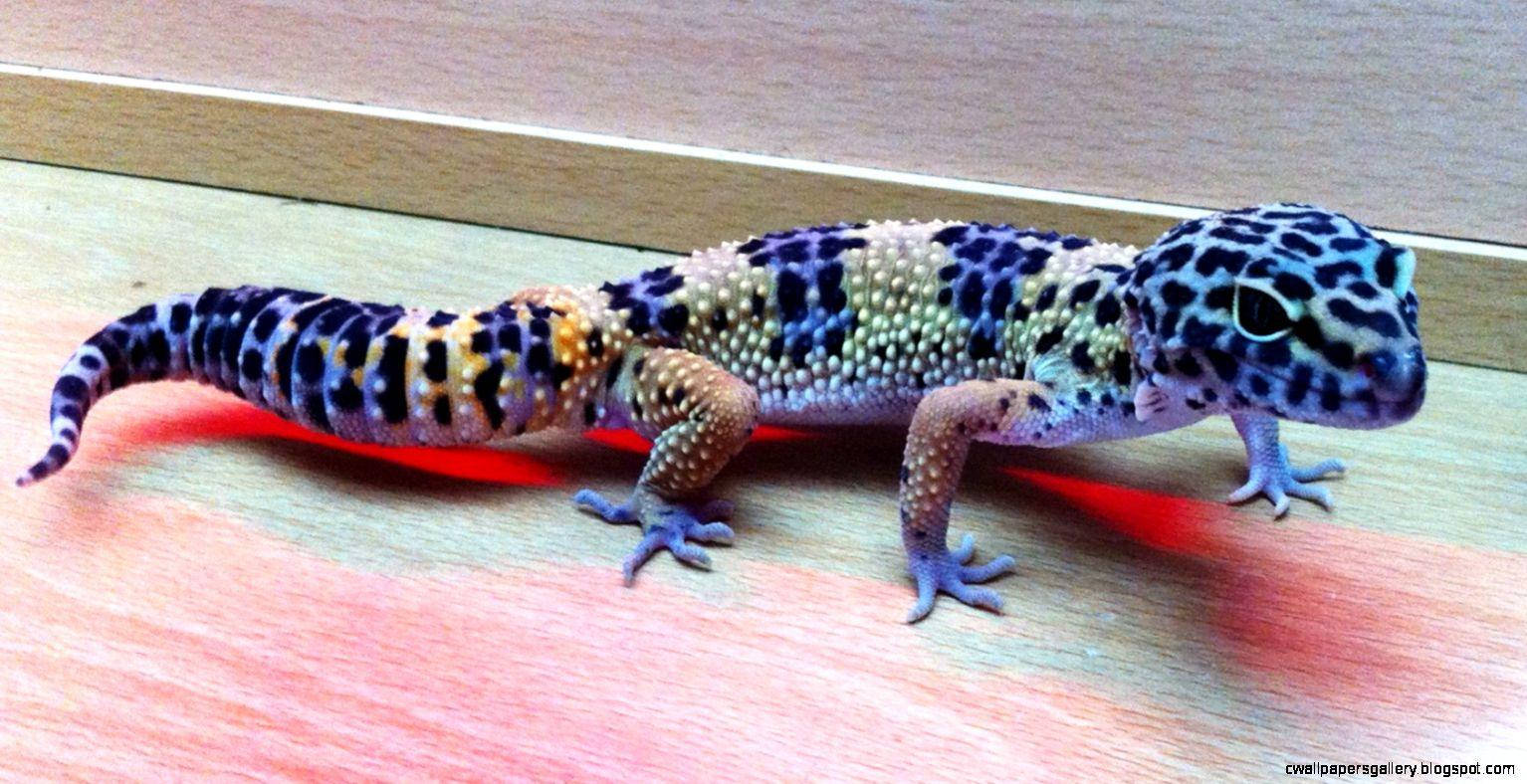 Rare Blue Leopard Gecko Background