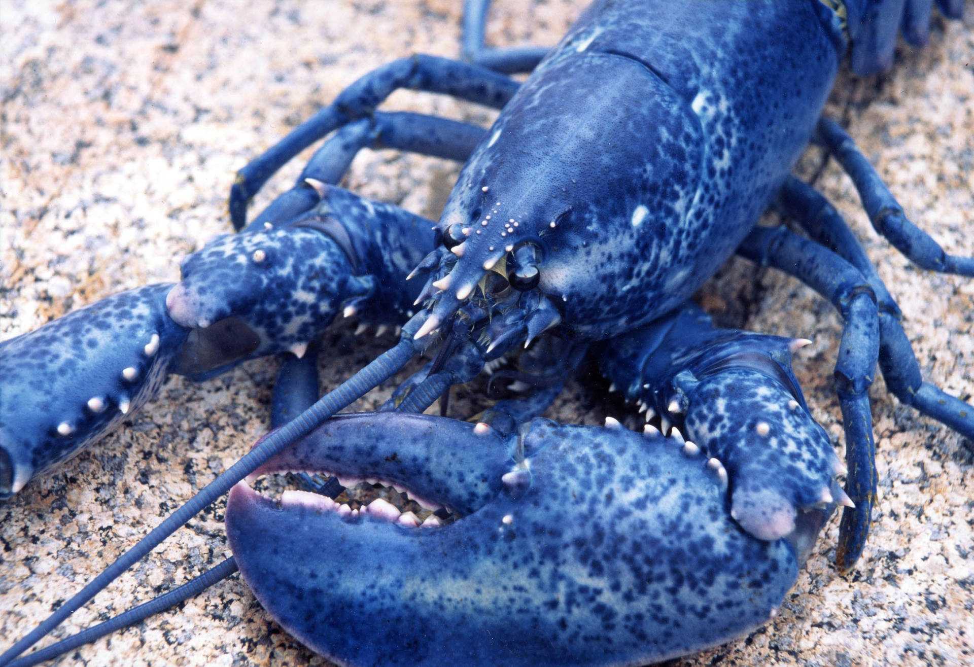 Rare Blue Lobster With Huge Claws Background