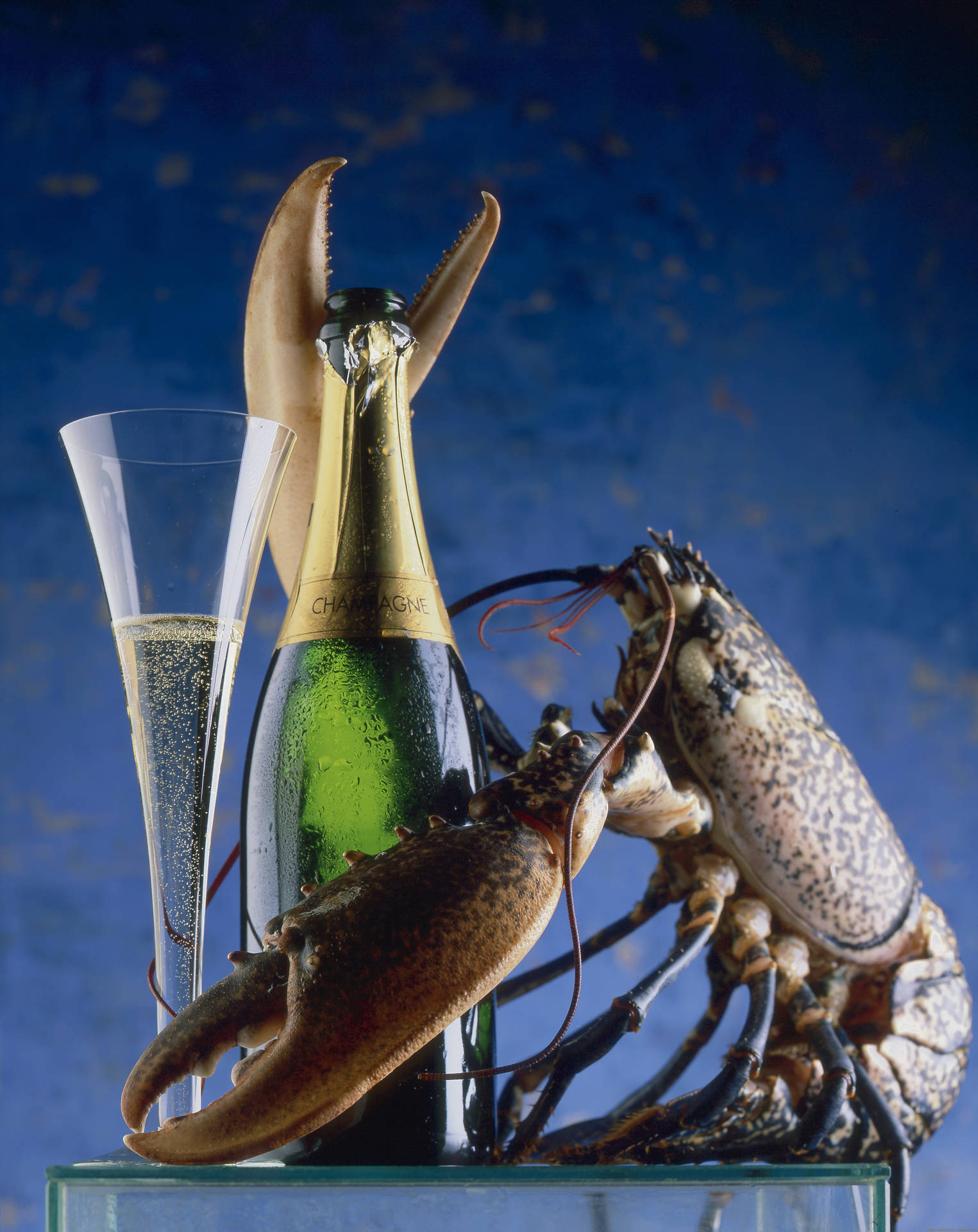 Rare Calico Lobster With Champagne Background