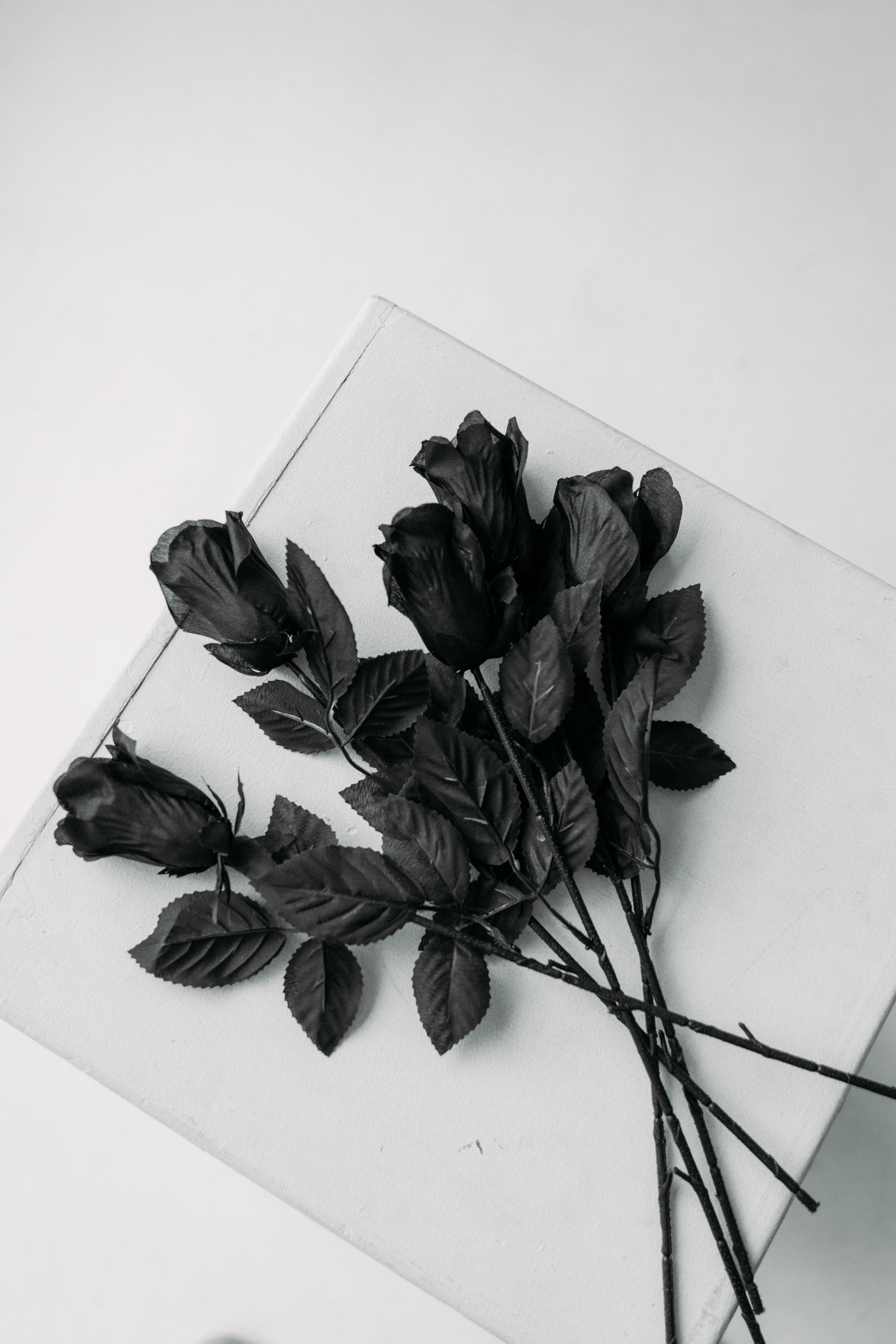 Rare Flower Variety Black Rose Iphone Background