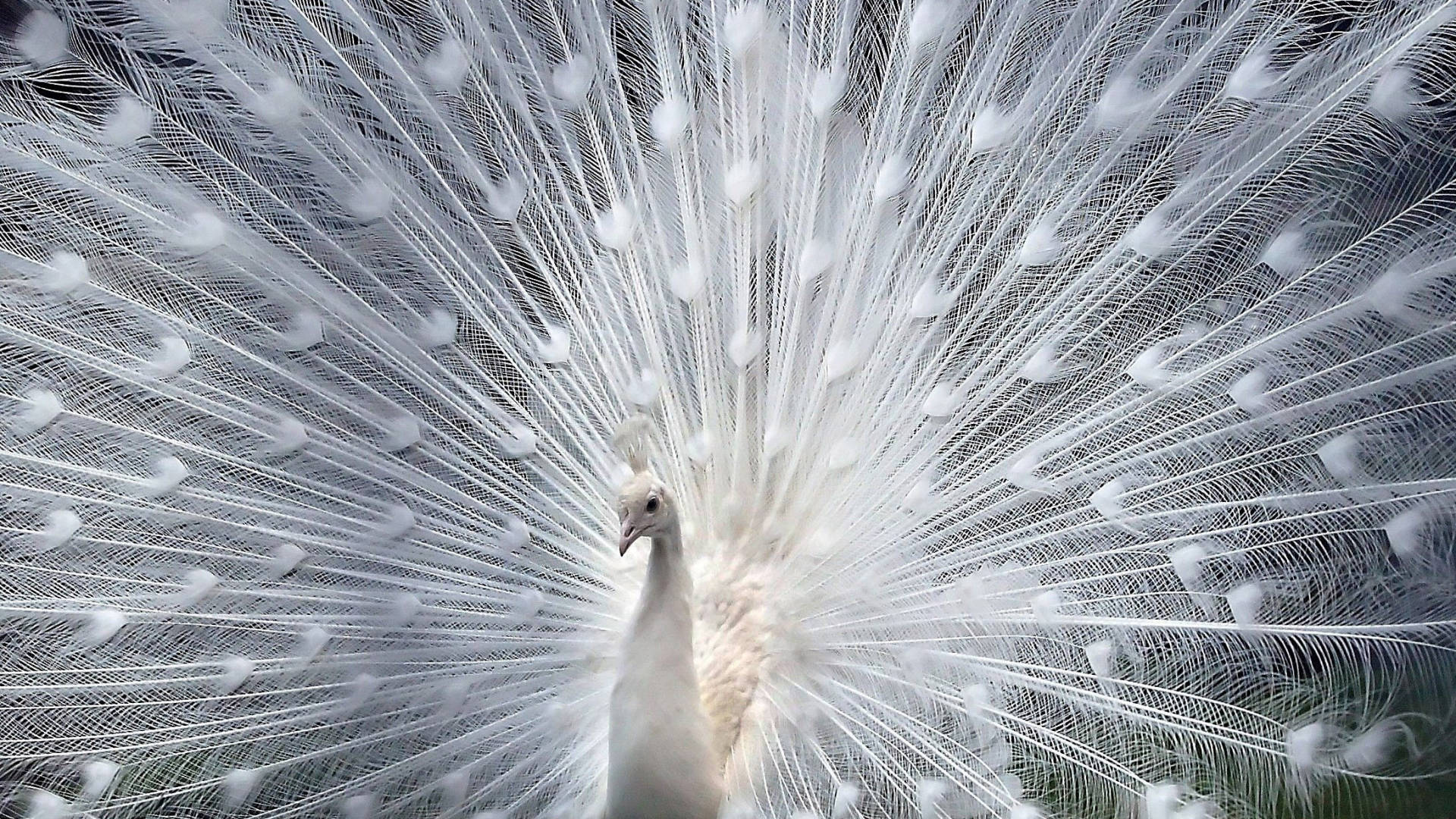 Rare Pure White Peacock Background
