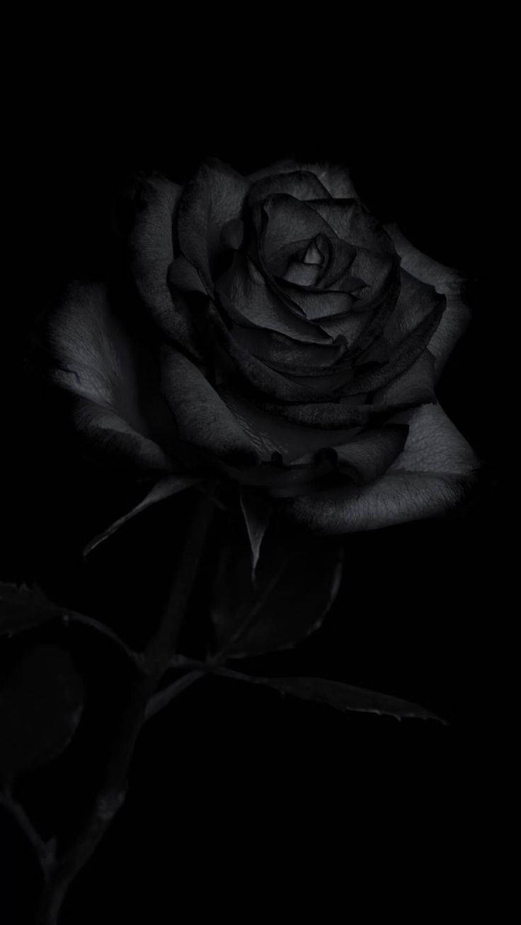 Rare Strain Black Rose Iphone Background
