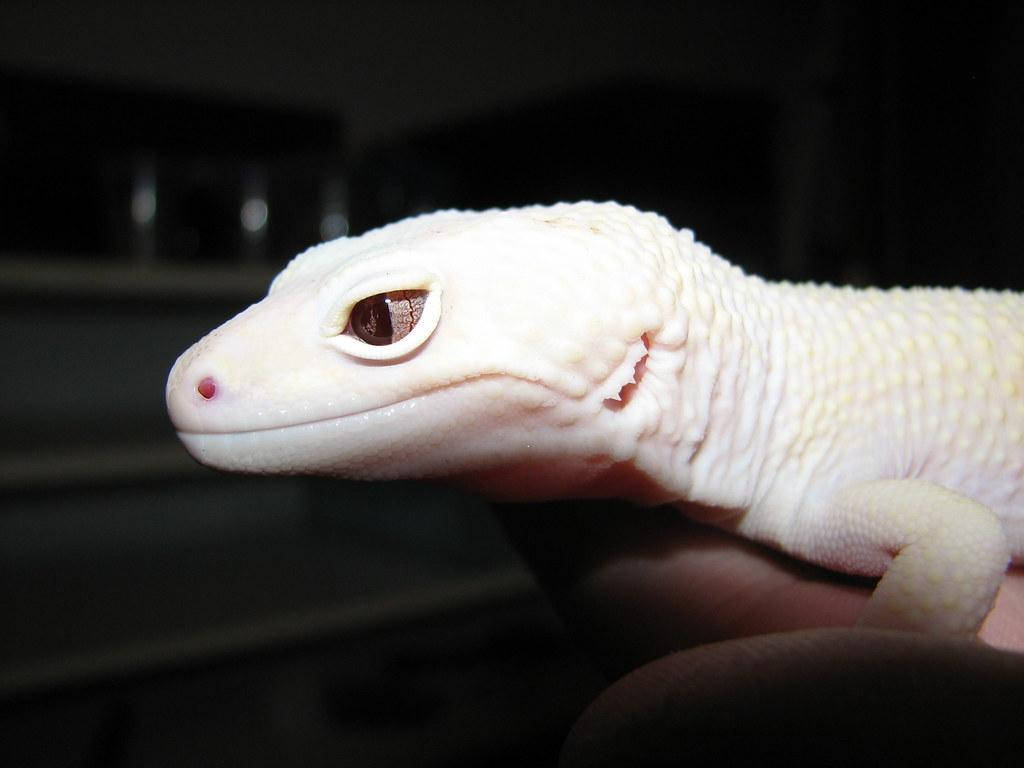 Rare White Leopard Gecko Background