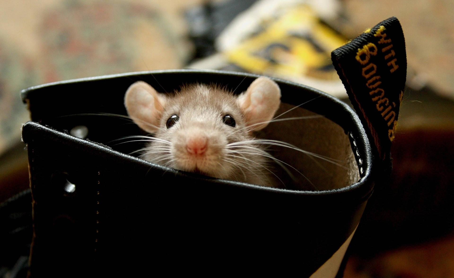 Rat Hiding Inside A Boot Background