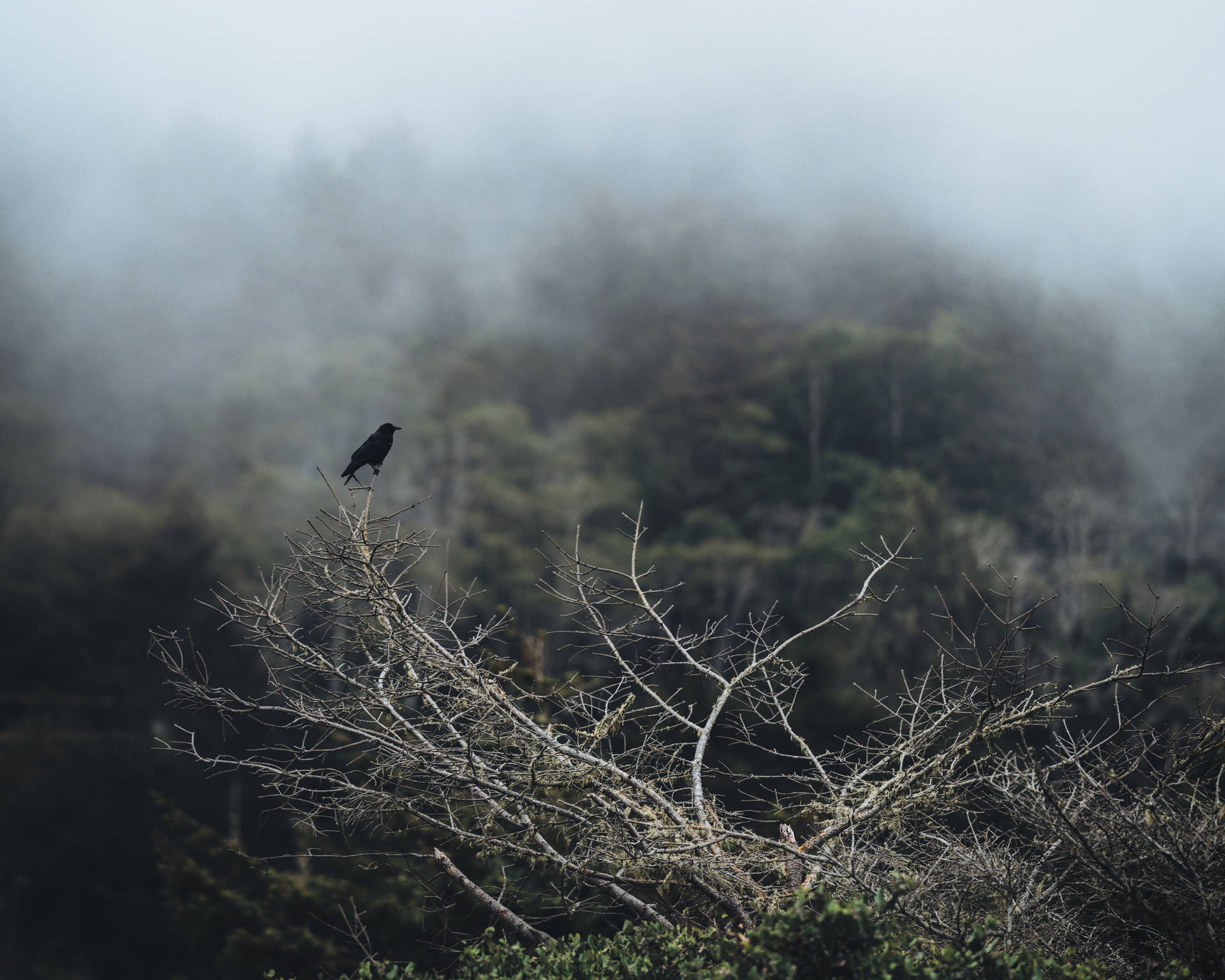Raven Birds In Foggy Nature Background