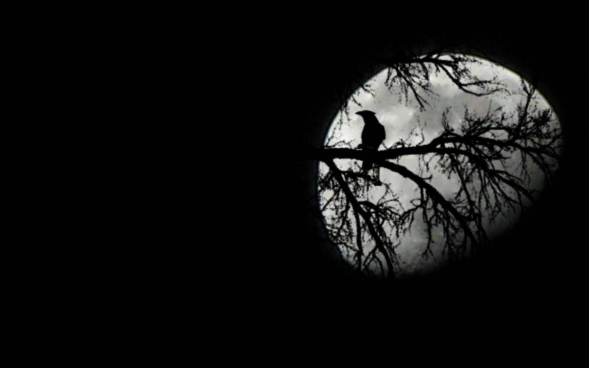 Raven Crossing Moonlit Sky Background