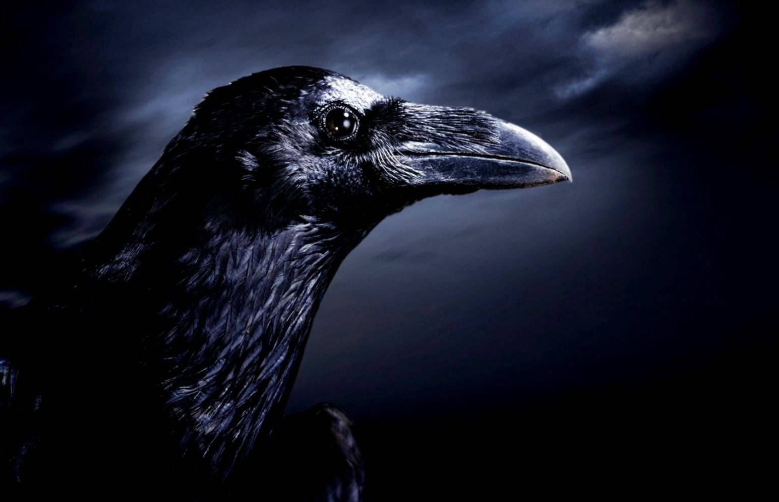 Raven In The Night Hd