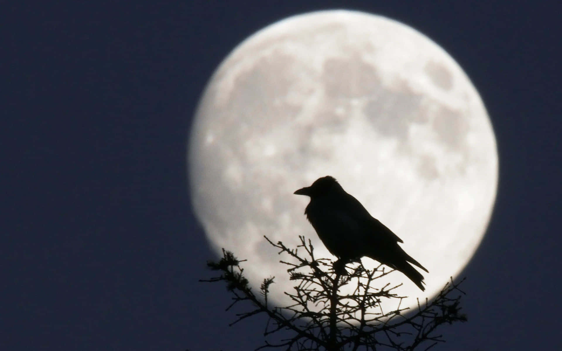 Raven Moon Silhouette Background