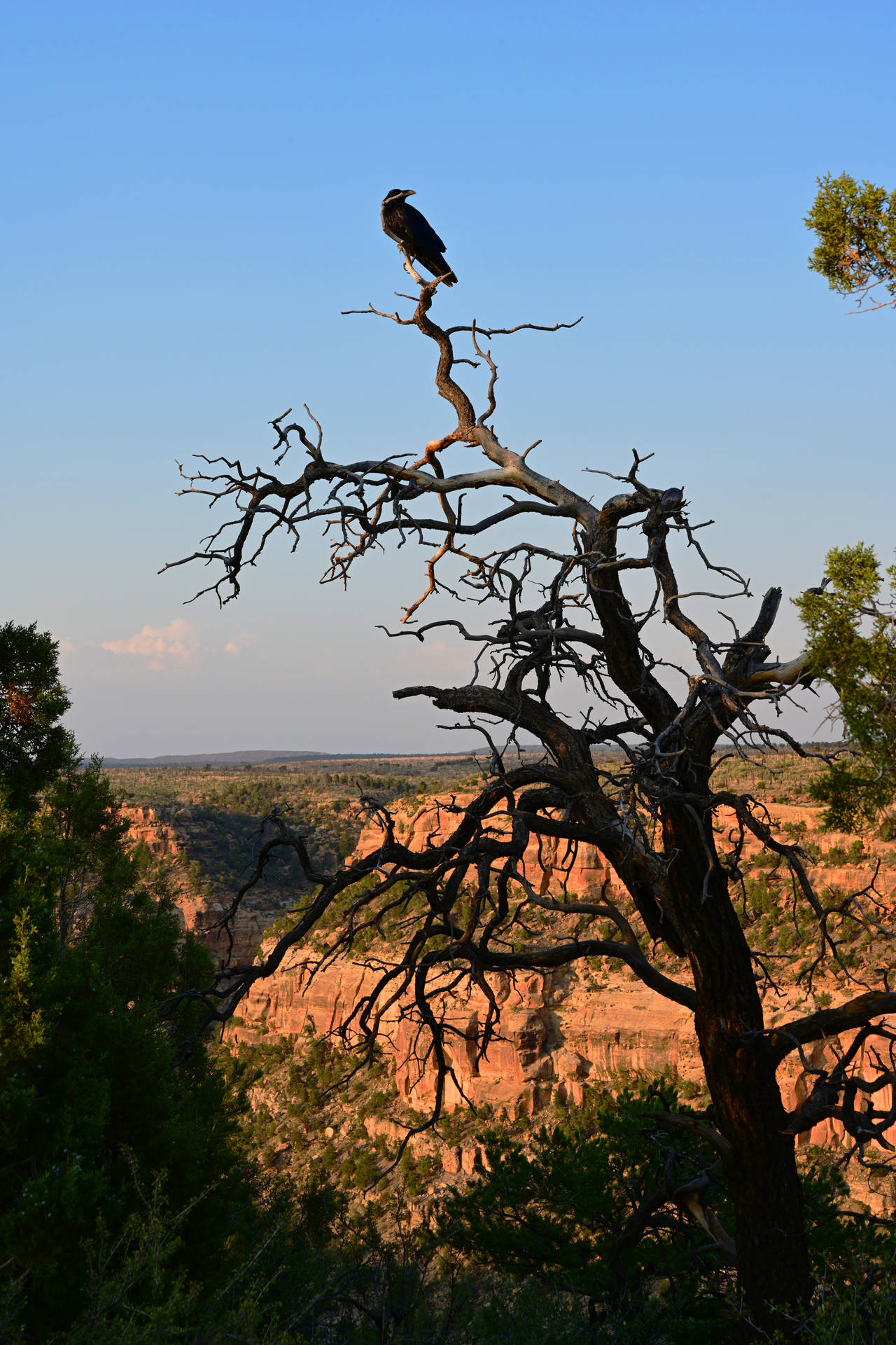 树顶上的乌鸦移动背景