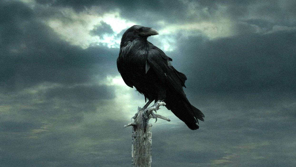 Raven On Wood Pole