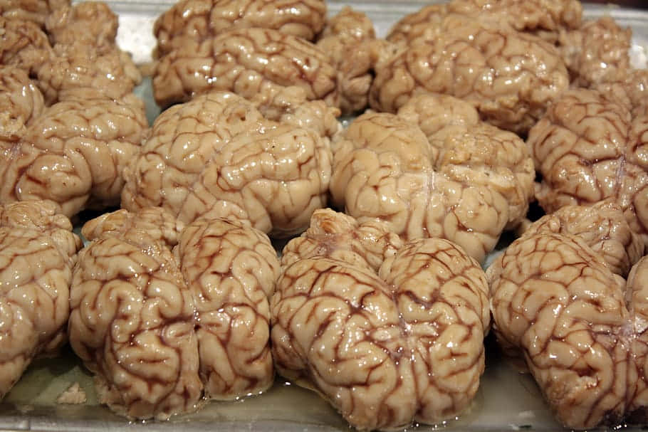 Raw Animal Brains Display Background