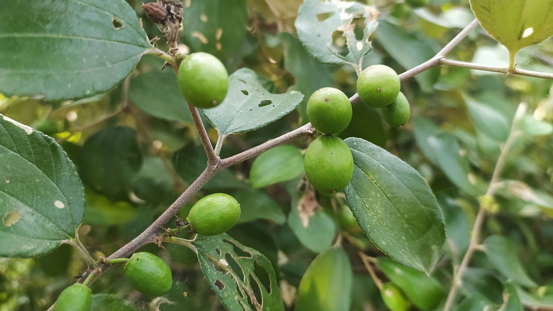 Raw Jujube Fruits Background