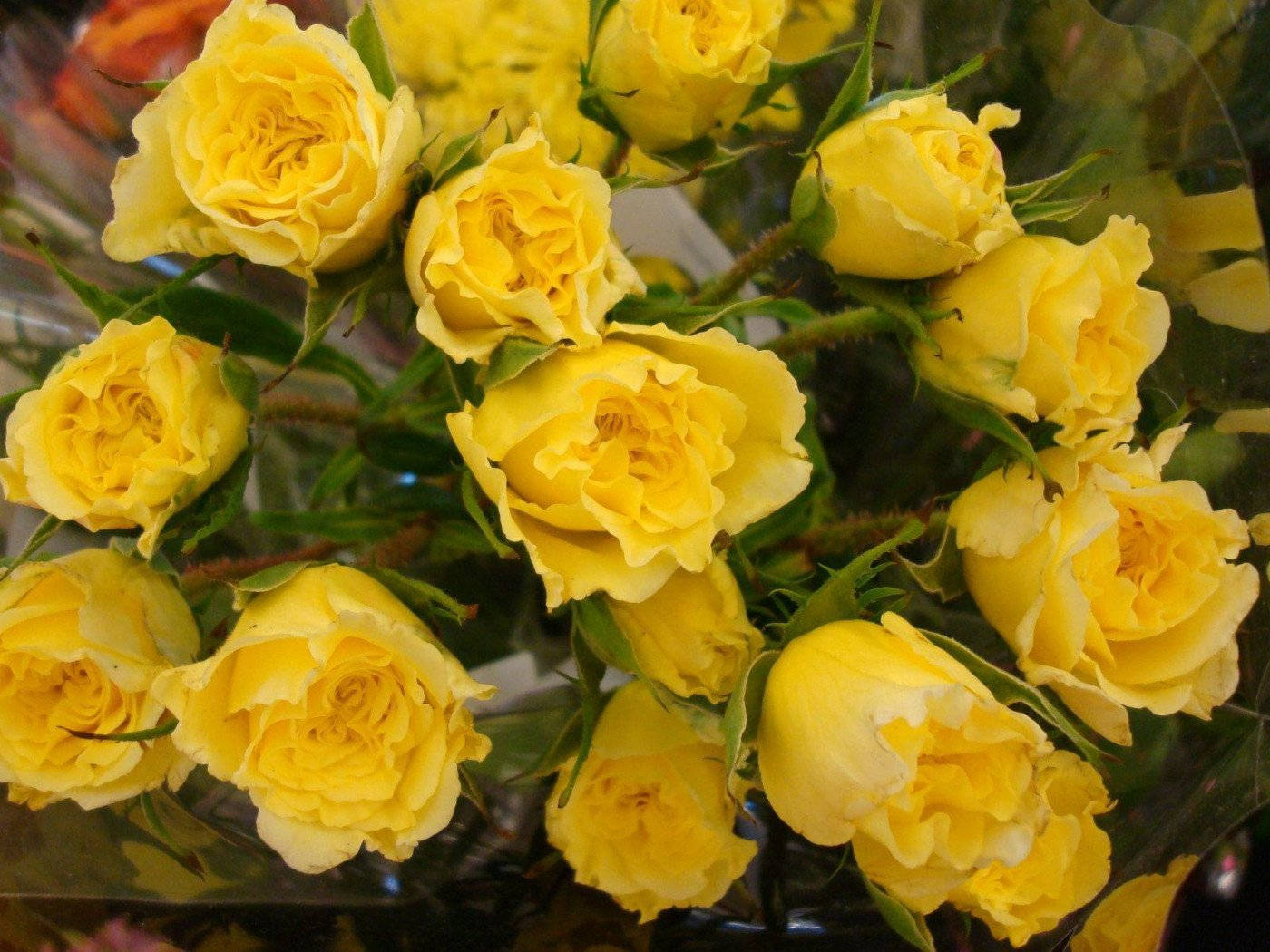 Raw Yellow Rose