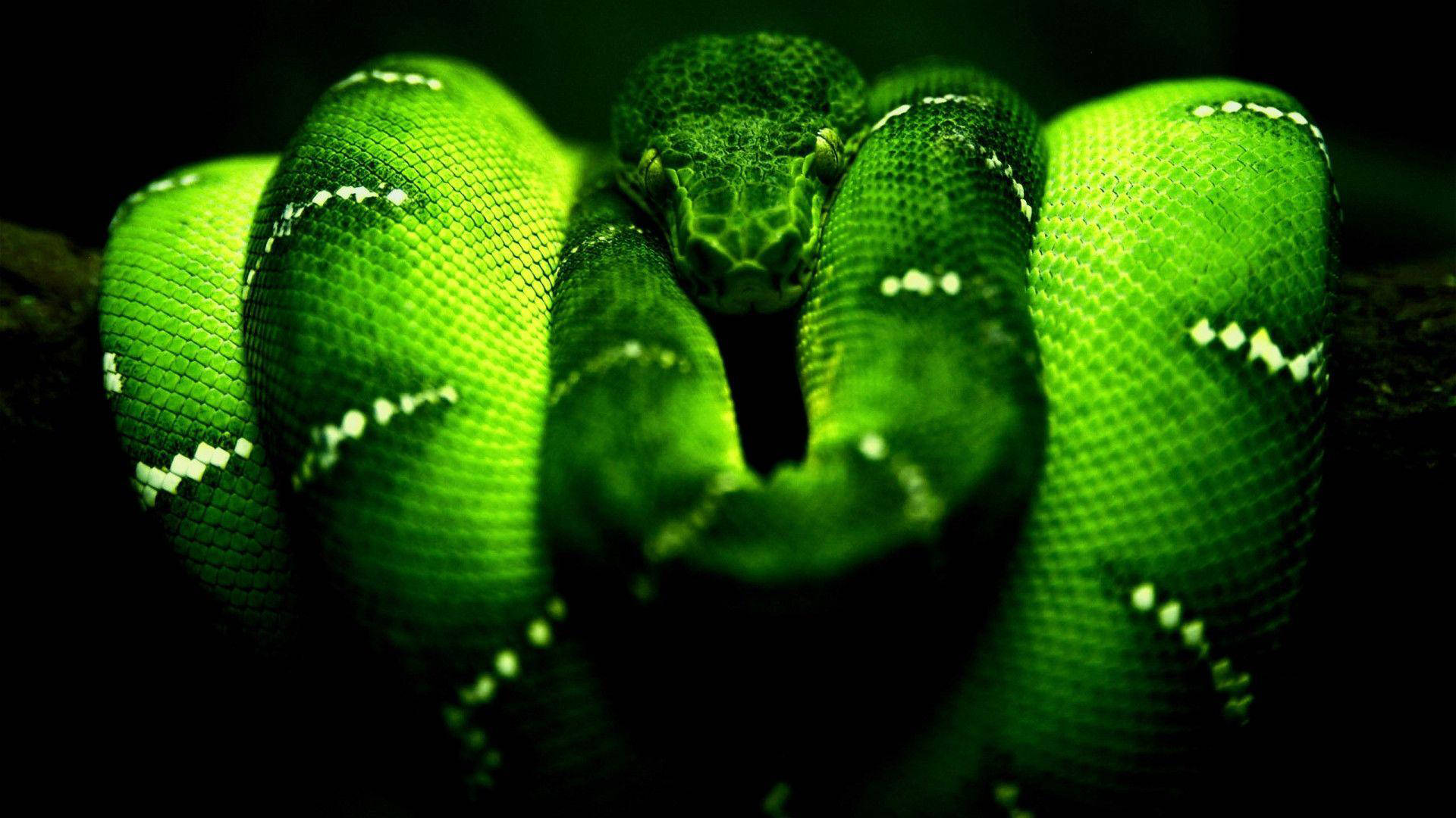 Razer Green Snake 4k Background