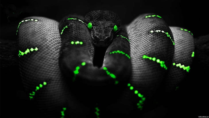 Razer Snake In Green 4k Background