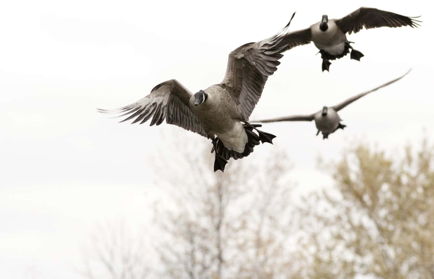 Ready To Launch: Prepare For A Quacktastic Duck Hunting Adventure Background