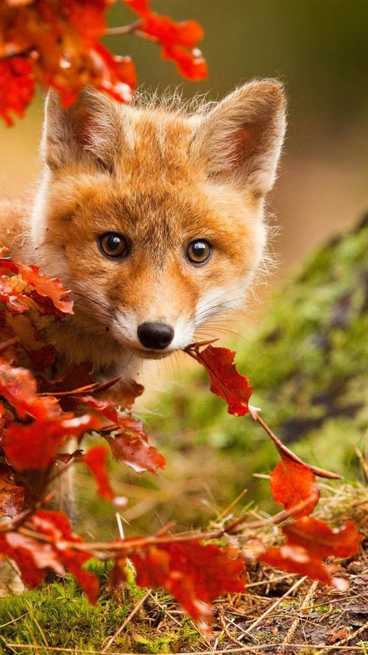 Real Cute Fox