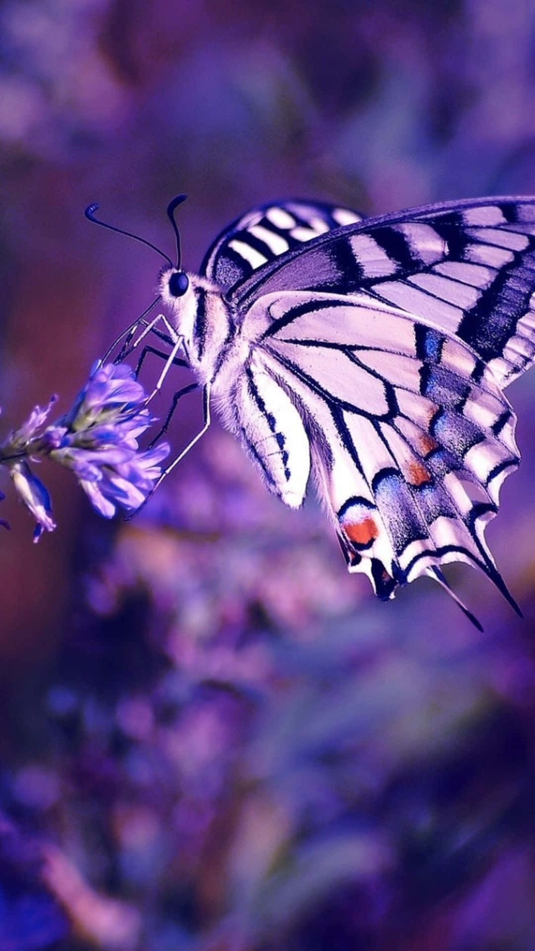 Real Cute Purple Butterfly Background