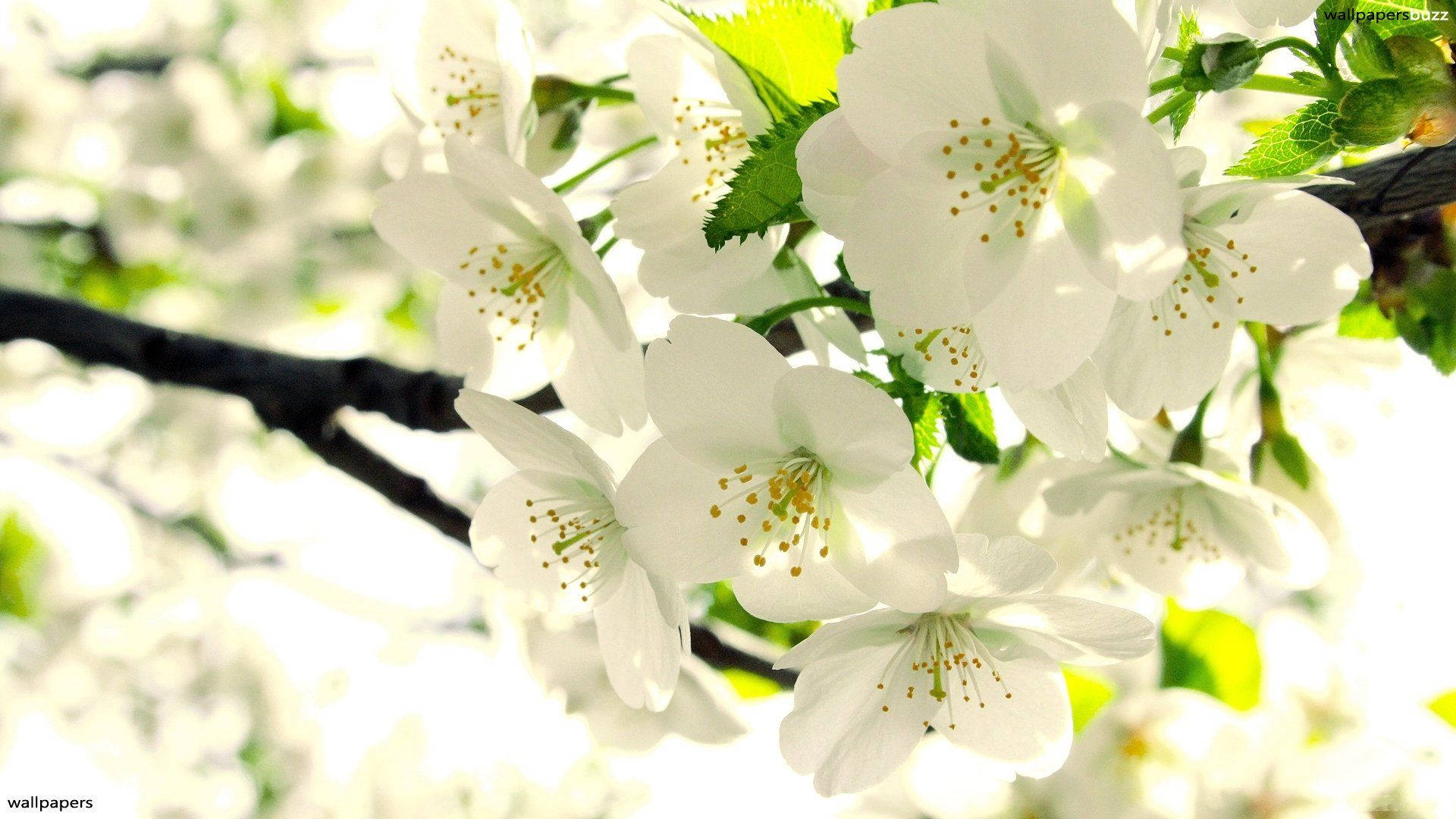 Real Floral Cherry Blossoms Background